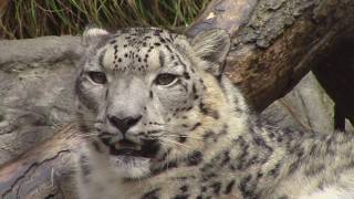 Snow Leopard Grooming [upl. by Nnaeel866]