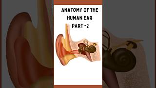 Anatomy of Ear Part 2  Anatomy of middle Ear  Content of middle Ear  Auditory Osciles [upl. by Earissed]