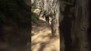 Thredbo Cannonball Shredding dhmtb mtb thredbo downhill [upl. by Kho]