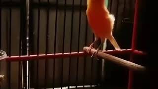 Canary singing bird most beautiful song 2 [upl. by Mohkos545]