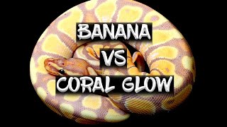 Banana vs Coral Glow Are They the Same [upl. by Nnaeinahpets]