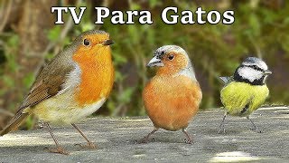 TV Para Gatos  Pájaros en Todas Partes [upl. by Sims]