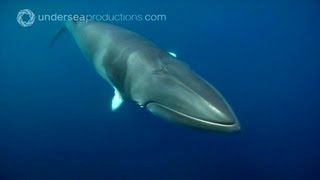 Swimming with Dwarf Minke Whales underwater footage [upl. by Etnud]