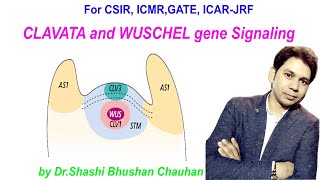 CLAVATA and WUSCHEL gene Signalling [upl. by Nahtan]