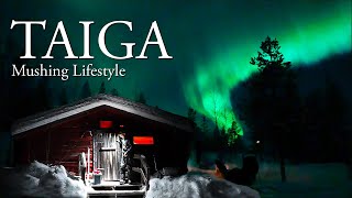 MASSIVE NORTHERN LIGHTS when DOG SLEDDING IN THE TAIGA  Sweden Lapland [upl. by Fredek]