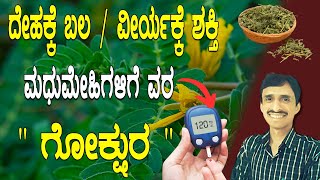 ವಾತದೋಷಕ್ಕೆ ರಾಮಬಾಣ ದೇಹಕ್ಕೆ ತಂಪು ಗೋಕ್ಷುರ  Gokshura benefits  Dr Vinayak Hebbar [upl. by Haidedej]