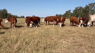 15 Bred Hereford Cows 0826  Cattle for sale [upl. by Hasseman153]