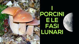 I Porcini e le fasi lunari [upl. by Arbed]