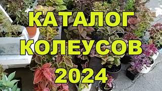 КОЛЕУСЫ КАТАЛОГ ВЕСНА 2024 [upl. by Sink]