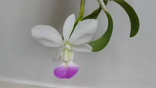 Cattleya walkeriana var semialba quotPuananiquot bloom [upl. by Atnas579]