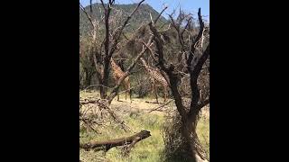 Lake Manyara National Park Tanzania [upl. by Noreik]