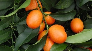 How to Grow Your Own Kumquats [upl. by Inittirb]