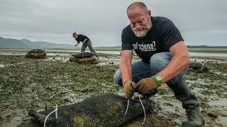 Using Oyster Shells to Decrease Acidic Seawater [upl. by Odessa59]