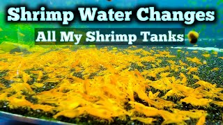 TONS of Shrimp Tanks  How I Do Weekly Water Changes on LOADS of Shrimp Tanks  Shrimp Tank Tour [upl. by Ennahteb78]