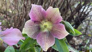 Helleborus orientalis  flower  February 2024 [upl. by Miguel]