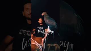 The largest eagle on planet 💪  youtubeshorts viral subscribe shortsvideo eagles [upl. by Lleunamme]