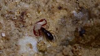 pseudoscorpion repas [upl. by Dimphia]