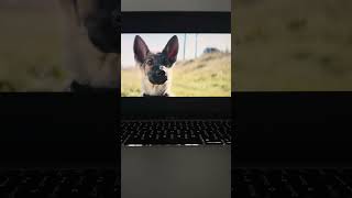 Movie A Dog’s Purpose [upl. by Sadoc]