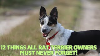 12 Things All Rat Terrier Owners Must Never Forget 🐕✨ [upl. by Janeen640]