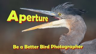 Aperture for Bird Photography and how it relates to depth of field  pt4 in the series [upl. by Nebe]