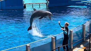 Dolphins Adventures Full Show taken at SeaWorld San Diego on August 25 2023 [upl. by Bortman]