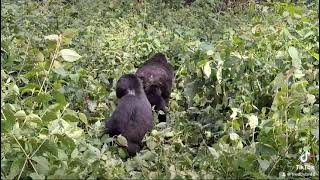 Gorilla mit Familie [upl. by Gnouc]