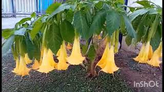 Τρομπέτα Των ΑγγέλωνAngel Trumpet Flowers Brugmansia Suaveolens [upl. by Ajnotal328]