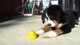 Bernese Mountain Dog Puppy vs Lemon The Most Adorable Puppy [upl. by Andre895]