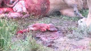 Lions kill pregnant warthog unseen [upl. by Haakon276]