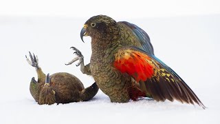 Playtime for Young Kea Birds  Frozen Planet II  BBC Earth [upl. by Hugo]