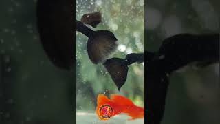 Guppy world kerala malayalam guppy breeding fish farm aquarium food asmr reels vettaiyan [upl. by Blinnie848]