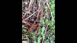 Swarms of mating ladybugs [upl. by Essile]