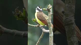 Great Kiskadee bird sound shorts [upl. by Cheke]