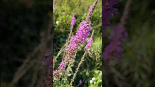 Purple Loosestrife  magickal properties 🌱 magick nature forest witch [upl. by Enttirb]