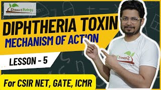 Diphtheria toxin mechanism of action  mode of action [upl. by Harrietta]