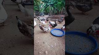 Muscovy duck duck duckbill lovelyduck swan meeting swans animals animalworld chicken [upl. by Ddot]