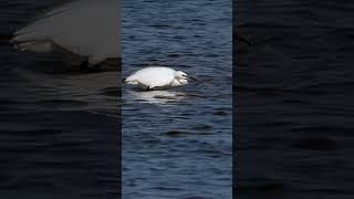 Little Egret Brancaster Staithe shorts [upl. by Las]