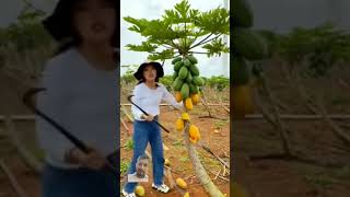 papaya fruit satisfying gardening garden modernfarmer agriculture cropmanage youtbeshorts [upl. by Roots]