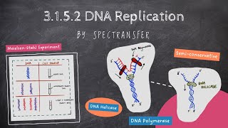 EASY REVISION AQA Alevel Biology 3152 DNA Replication [upl. by Ahsitnauq]