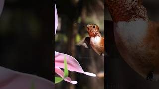 Love the sound of their wings hummingbird birds [upl. by Neret]