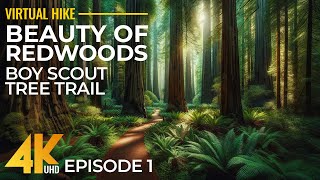 4K Relaxing Forest Walk in the Redwoods with Birds Sounds  Hiking on Boy Scout Tree Trail  Part 1 [upl. by Sandon32]