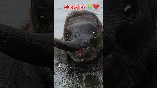 Ek Mota hathi  hathi cartoon  hindi kids songs [upl. by Meelas336]