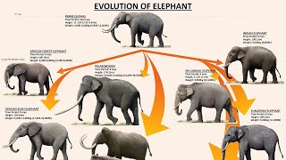 Evolutionary Line Of The Modern Day Elephants Explained [upl. by Sherill]