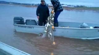 Gaspereau Fishing Avon River Nova Scotia part 2 [upl. by Desmund]