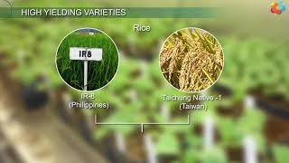 High Yielding Varieties [upl. by Ennovyahs]