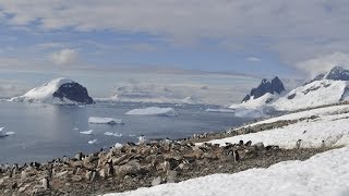 Antarctica the frozen kingdom Antarctic Wildlife Documentary [upl. by Lutim340]