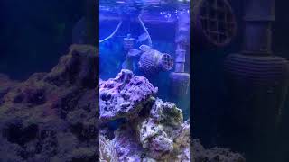 Acclimating my 3 new chromis PART 1 shorts [upl. by Gnel]