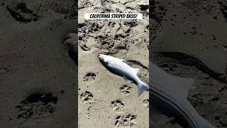 California Striped Bass stripedbass stripedbassfishing fishing california bassfishing [upl. by Hillinck]