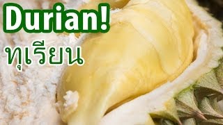 Amazing DURIAN at a Fruit Farm in Nonthaburi Thailand นนทบุรี [upl. by Nedrah]