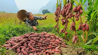 Harvest 30kg of sweet potatoes and sell them all easily  Building farm life with daughter [upl. by Brandi638]